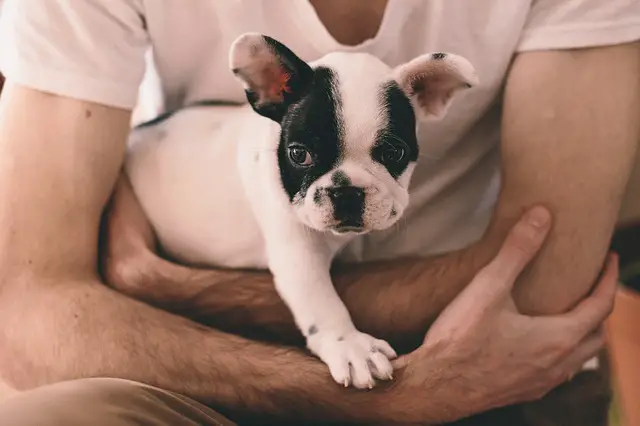 Pied Puppy Frenchies