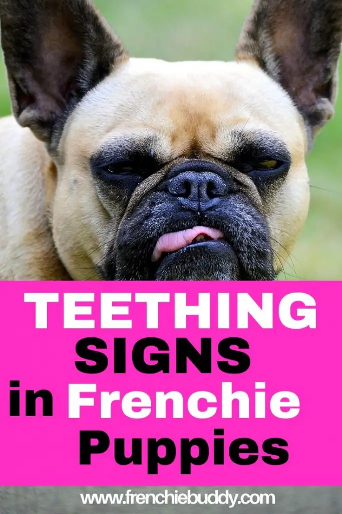 Signs of teething in French Bulldog puppies