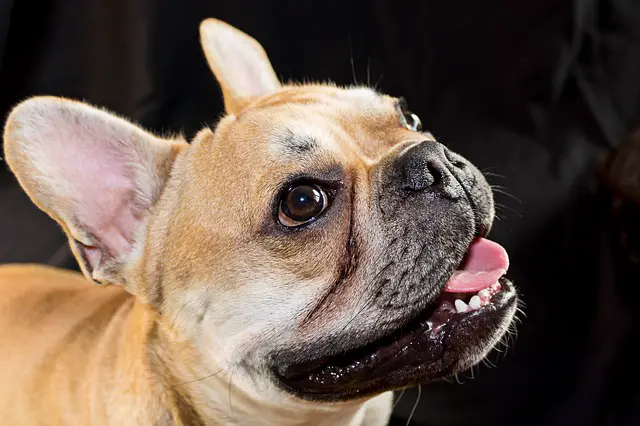 French Bulldog puppy teething 