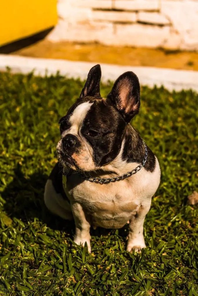French Bulldogs prone to ear infections