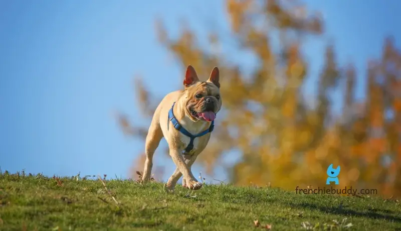 Are French bulldogs good for hiking 