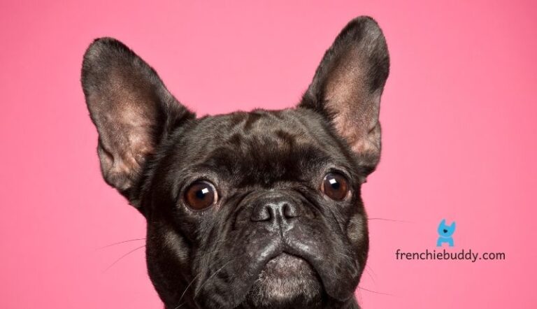 General info Archives - frenchie buddy
