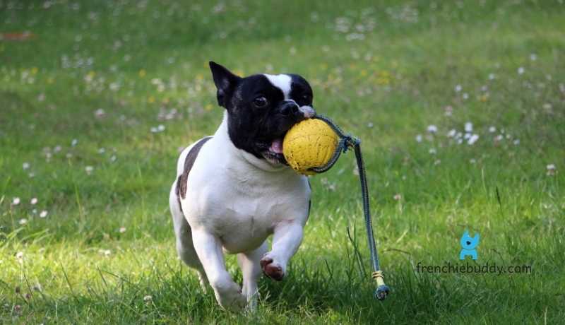French bulldogs like to play