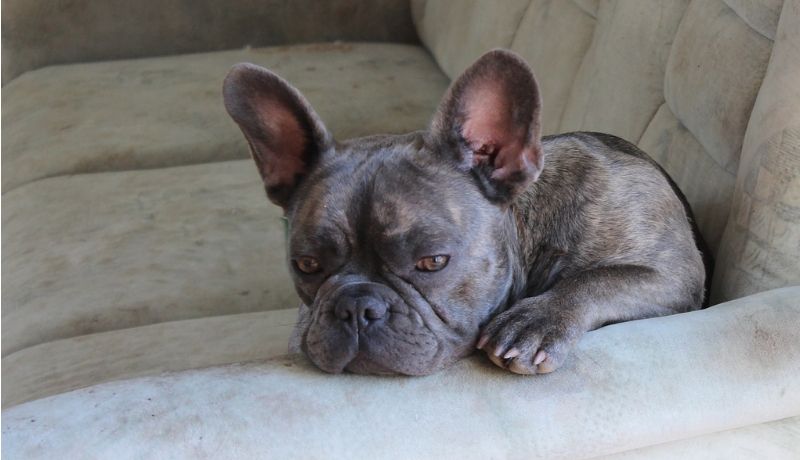 Do French bulldogs have a lot of health problems ...