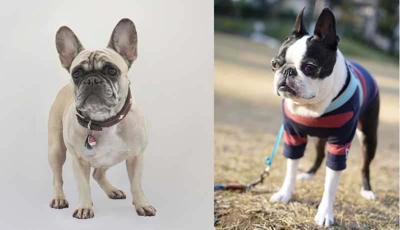 boston terrier vs french bulldog can you spot the differences