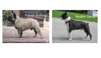 boston terrier vs french bulldog can you spot the differences