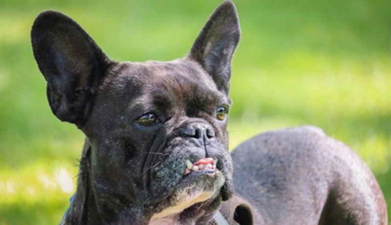 How To Stop Your French Bulldog From Barking Excessively