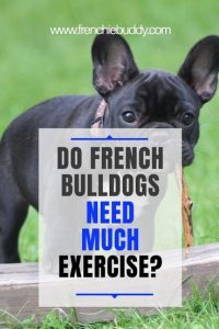 How Much Exercise Does A French Bulldog Need a day? - frenchie buddy