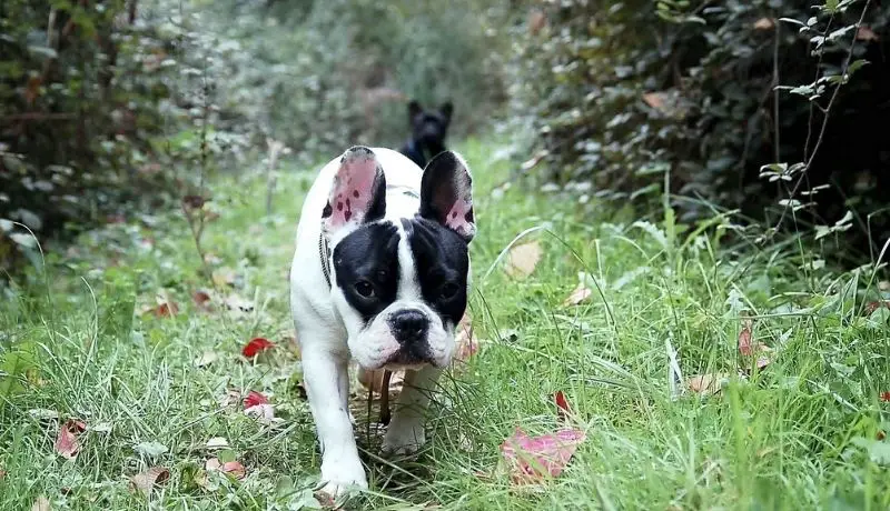 How Much Exercise Does A French Bulldog Need a day