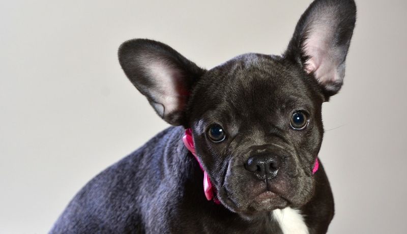 French bulldog's noises and their meaning
