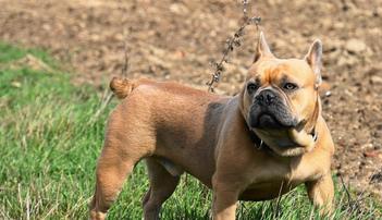 are english bulldogs tails docked