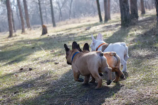 Are French Bulldogs Tails Docked? and Don't Be Fooled By