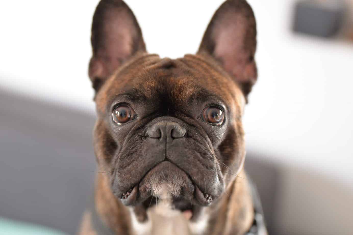 Do French bulldogs have a lot of health problems? - frenchie buddy