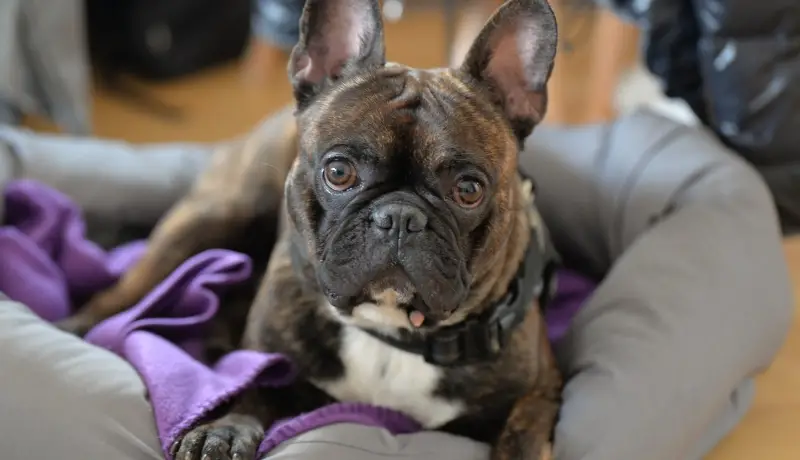 best dog beds for french bulldogs
