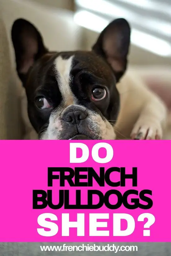 French Bulldog & Shedding: Here’s Exactly What To Expect - frenchie buddy