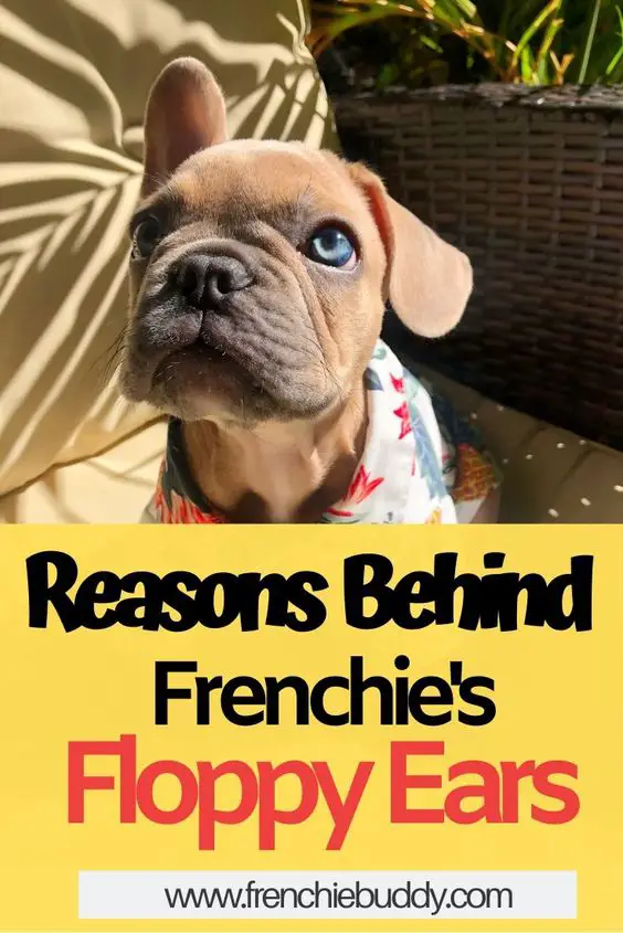 Reasons behind French Bulldog's Floppy Ears - frenchie buddy