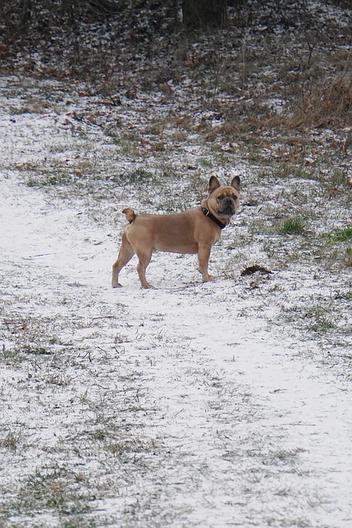 bulldog with cold