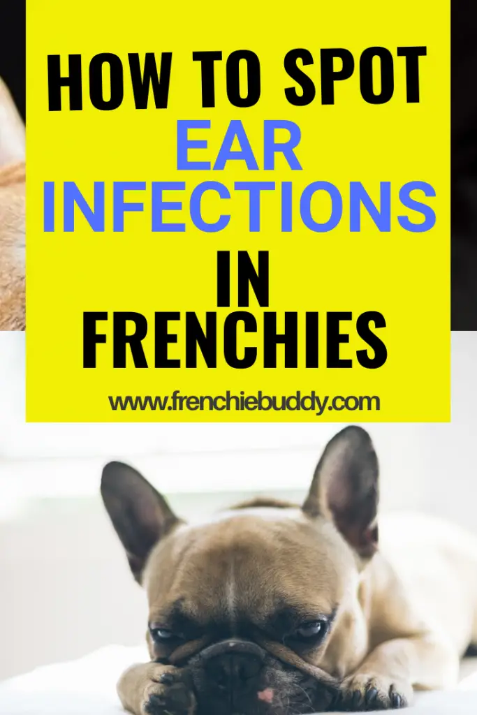 Are French Bulldogs prone to ear infections? frenchie buddy