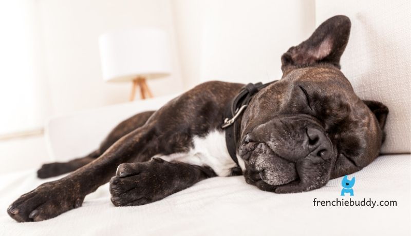 french bulldog sleep habits