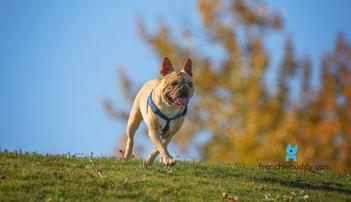 can bulldogs go on hikes