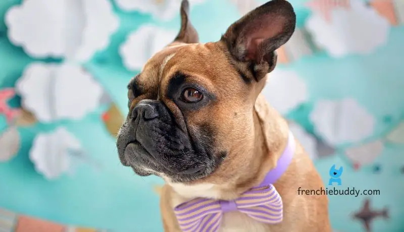 Do you have to clean French bulldogs wrinkles? frenchie