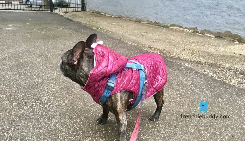 winter coat for french bulldog