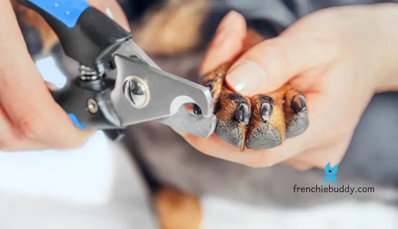 trim french bulldog's nails