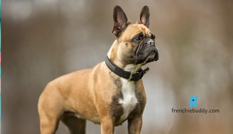 How Well Can French Bulldogs Hear? 