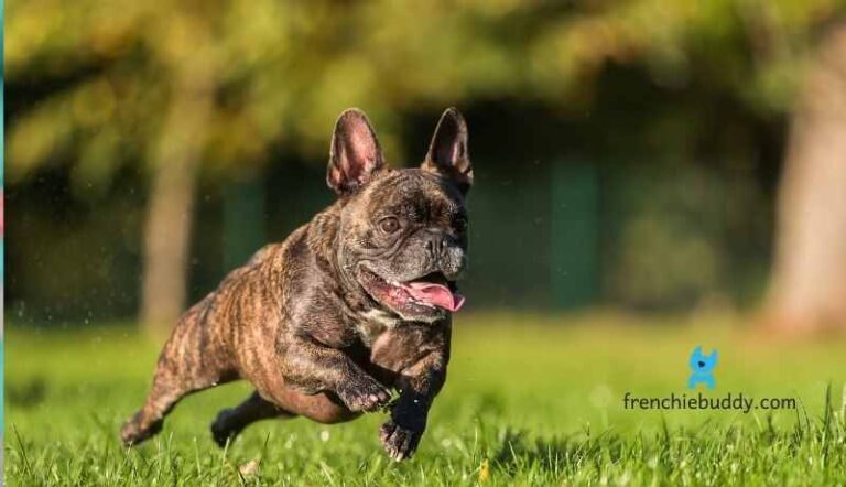 General info Archives - frenchie buddy