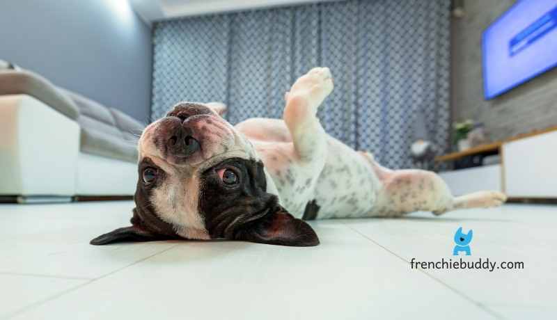 French bulldogs live in apartment